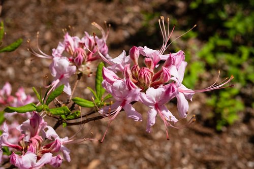 Rhododendron,  Azalija,  Gėlė,  Sodas,  Pavasaris