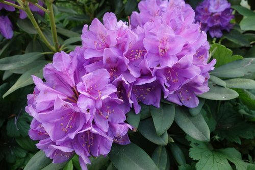 Rhododendron,  Violetinė,  Sodas,  Žiedas,  Žydi,  Violetinė Rhododendron,  Pavasaris,  Pobūdį,  Žydi,  Augalų,  Violetinė,  Krūmas,  Žydėjimo Krūmas,  Žiedų,  Rožinis,  Rhododendron Gėlių,  Sodo Augalų