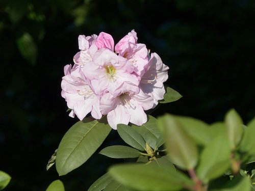 Rhododendron,  Azalija,  Gėlė,  Švelnus,  Botanikos Sodas