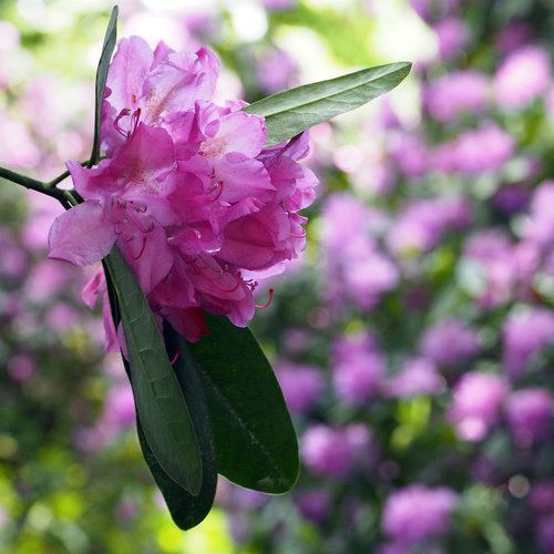 Rhododendron,  Moor,  Gamtos Rezervatas,  Viržynės