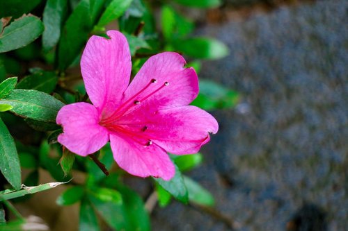 Rhododendron,  Augalų,  Gražus,  Pobūdį,  Lapų,  Gėlė,  Šviesos,  Žydėjimas