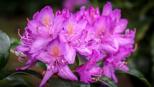 Rhododendron,  Rožinis,  Gėlė