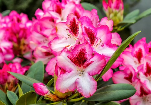 Rhododendron,  Nebaigtas,  Pobūdį,  Gėlės,  Pavasaris,  Krūmas,  Floros,  Žalias,  Violetinė,  Žydi,  Išaugo,  Lapai