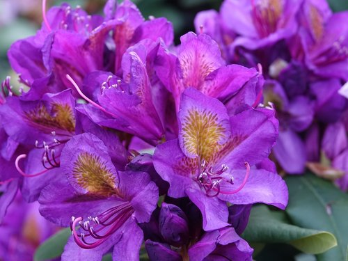 Rhododendron,  Gėlė,  Sodas,  Gėlės,  Augmenija