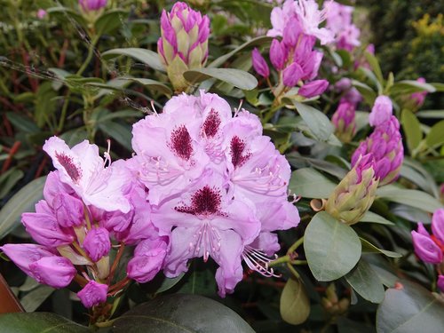 Rhododendron,  Gėlė,  Sodas,  Vasara,  Gamta