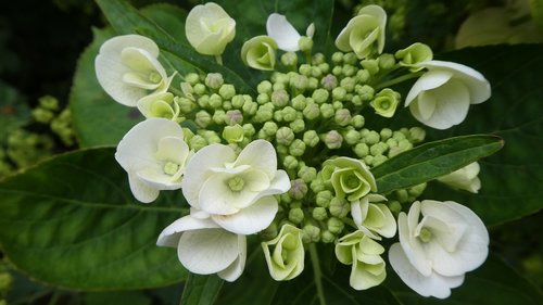 Rhododendron,  Baltas Žiedas,  Pavasaris,  Krūmas,  Bud,  Iš Arti
