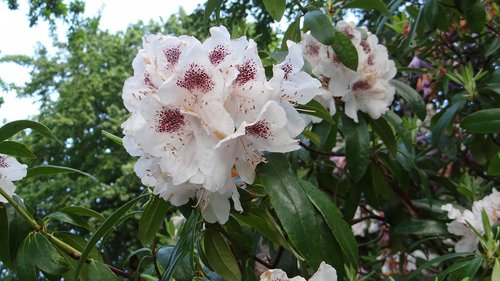 Rhododendron,  Pavasario Gėlė,  Pavasaris,  Gėlė