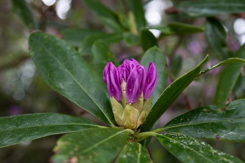 Rhododendron,  Gėlė,  Rožinė Pavasarį,  Žydi,  Pavasaris