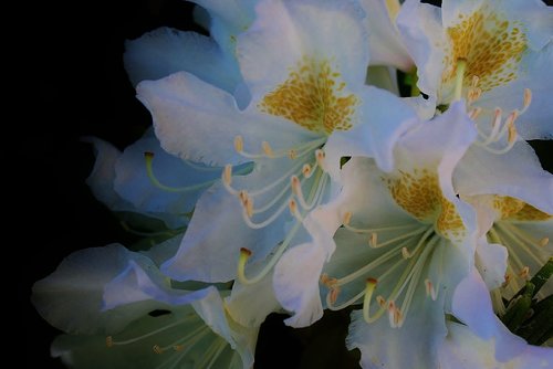 Rhododendron,  Žiedas,  Žydi,  Baltos Spalvos,  Iš Arti,  Floros,  Žydi,  Augalų,  Sezonas,  Sodas