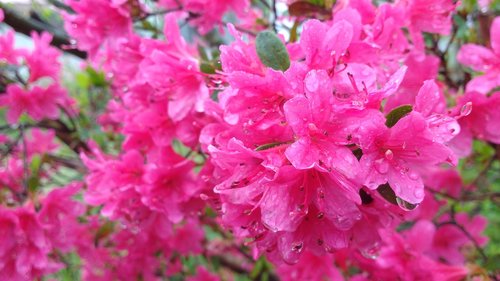 Rhododendron,  Azalija,  Rožinis,  Gėlės,  Pobūdį,  Vandens,  Lašai