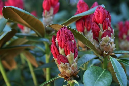 Rhododendron,  Raudona,  Žiedas,  Žydi,  Sodas,  Krūmas,  Bud,  Žydi,  Žiedynai