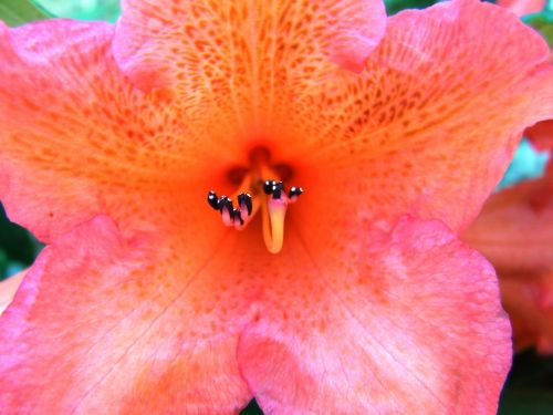 Rododendras, Rhododendron Ferrugineum, Gėlės, Žydėti, Žydi, Gamta, Augalai, Lauke, Sodas, Pavasaris, Wildflower, Flora