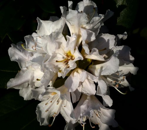Rododendras, Balta, Gėlės, Pavasaris