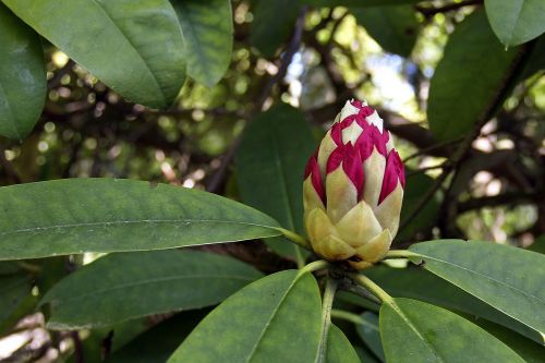 Rododendras, Raudona Rododendra, Augalas, Gėlė, Krūmas, Žydi