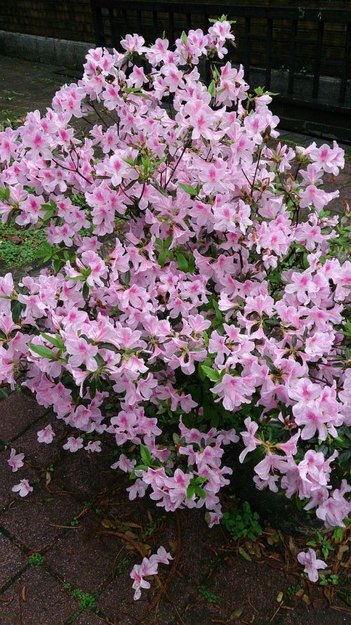 Rododendras, Sodininkystė, Pavasaris