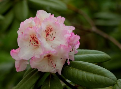 Rododendras, Dviguba Gėlė, Švelnus