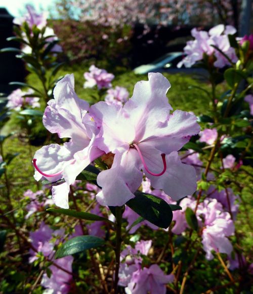 Paplito Rhododendronas, Rožinis, Pavasaris, Uždaryti