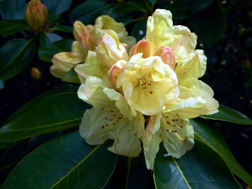 Paplito Rhododendronas, Pavasaris, Geltona, Uždaryti, Antspaudas