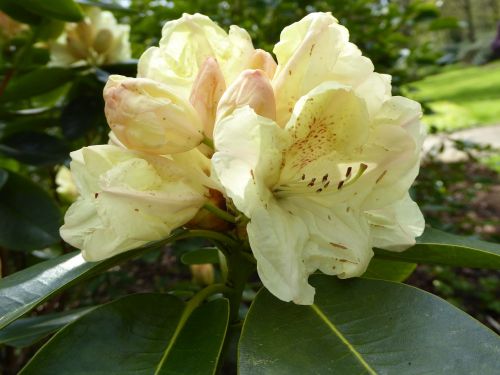 Paplito Rhododendronas, Geltona, Pavasaris, Uždaryti, Gamta