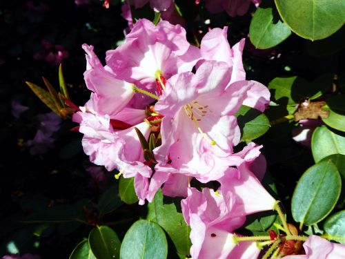 Paplito Rhododendronas, Pavasaris, Rožinis, Uždaryti