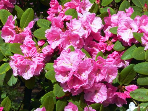 Žydėjimas Rhododendronas, Pavasaris, Rožinis, Gėlės, Uždaryti