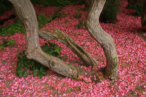 Rododendro Žiedai, Bodnant Sodas, Šiaurės Velsas