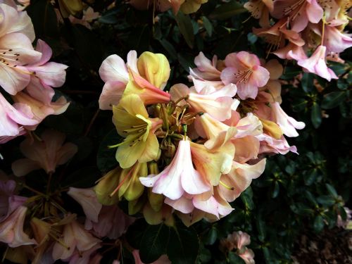 Rododendro Žiedai,  Pavasaris,  Spalvinga,  Geltona,  Rožinis,  Šviesus,  Gėlės