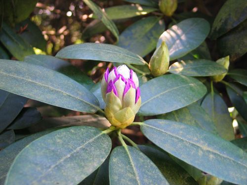 Rhododendron Bud, Atspalvis, Vasaros Sodas