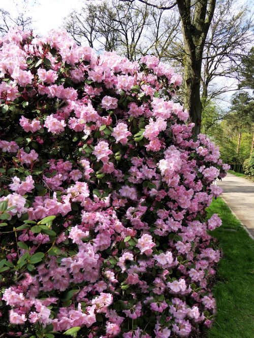 Rododendro Krūmas, Rožinis, Žydėti, Romantiškas, Pavasaris