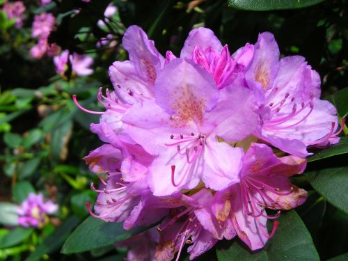 Rhododendron Flower, Birželis, Violetinė, Švelnus, Didelis