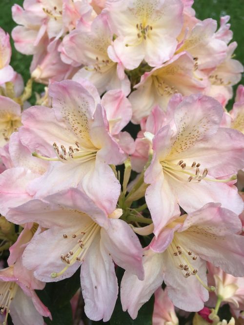 Rhododendron Flower, Rožinis, Uždaryti, Pavasaris, Pistil, Gėlės