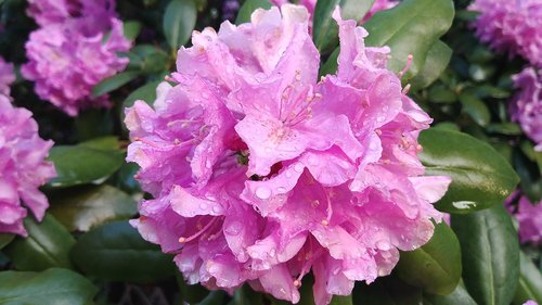 Rhododendron Gėlių,  Pavasaris,  Violetinė,  Rasos Ant Rododendrų