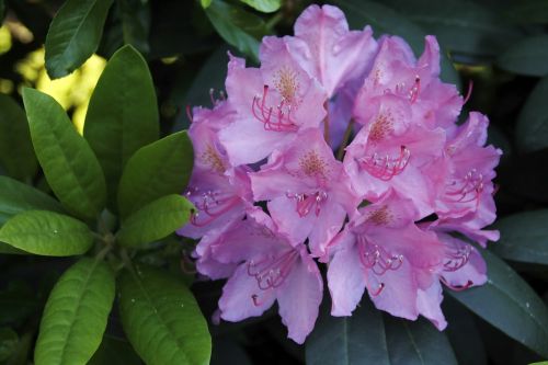 Rhododendron Flower, Violetinė, Švelnus, Didelis, Augalas, Gamta, Žalias, Lapų Augalas, Žalia Augalas