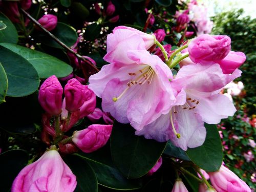 Rhododendron Flower,  Krūmas,  Uždaryti,  Pavasaris,  Balta,  Rožinis,  Spalvinga
