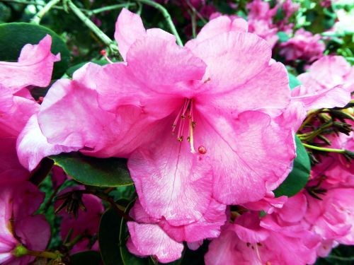 Rhododendron Flower,  Rožinis,  Krūmas,  Spalvinga,  Uždaryti,  Saldus,  Pavasaris,  Gamta