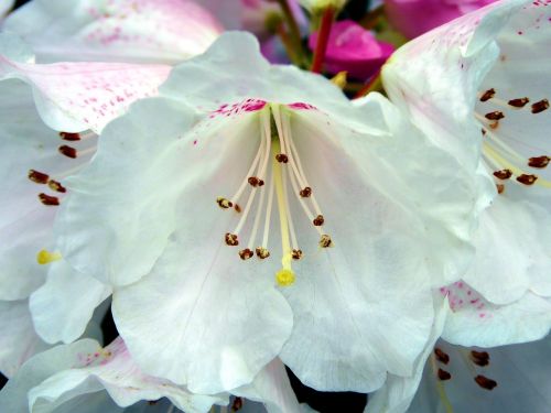 Rhododendron Flower,  Viešas Įrašas,  Pavasaris,  Balta,  Pistil,  Gamta,  Flora