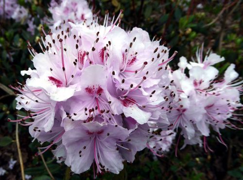 Rhododendron Flower,  Pavasaris,  Viešas Įrašas,  Balta,  Rožinis,  Saldus,  Pistil,  Gamta