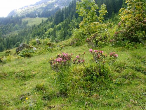 Rhododendron Gėlės, Alpių Takas, Gamtos Rezervatas
