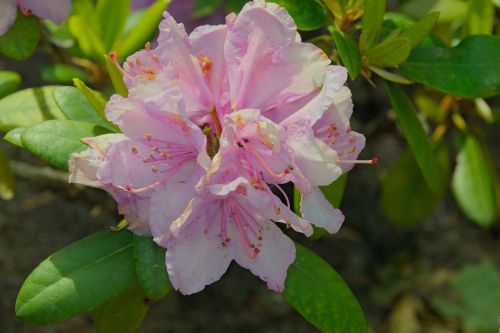 Rhododendron Japanese, Azalija, Japonų Azalija, Rododendras, Makro, Pavasaris, Gėlė, Azalijos, Iš Arti, Rožinė Gėlė, Dekoratyviniai Augalai, Gamta, Azalijos Rožinė