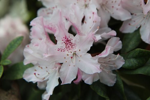 Rhododendron Rožinė,  Rhododendron,  Žydėjimo,  Pavasaris