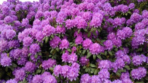 Rododendras,  Violetinė,  Rododendronio Violetinė Vasara