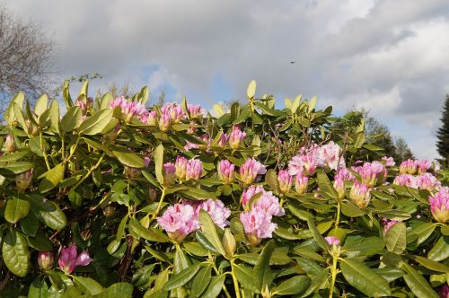 Rododendrai, Krūmas, Gėlės, Rožinis, Švelnus, Frühlingsanfang