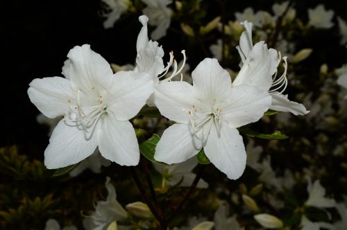 Rododendrai, Krūmas, Gėlės, Balta, Švelnus, Frühlingsanfang, Makro