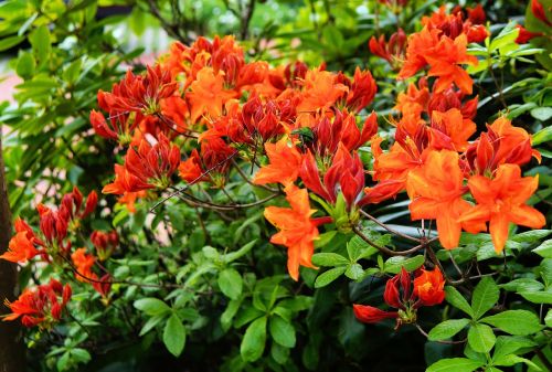 Rododendrai, Krūmas, Gėlės, Oranžinė, Subtilus Apelsinas, Spalvinga, Saldus