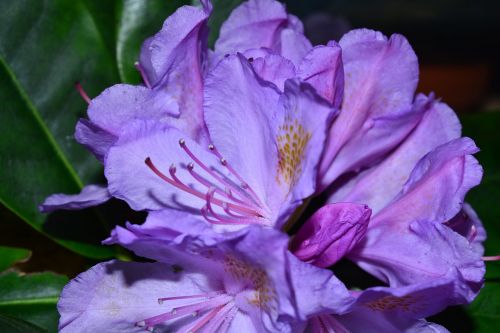 Rododendrai, Gėlės, Švelnus, Frühlingsanfang, Violetinė, Žiedas, Žydėti, Apdulkinimas, Rododendro Žiedai