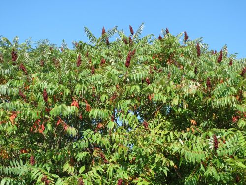 Rhus Typhina,  Kukurūzų Žievė,  Ešerių Ragas,  Krūmas,  Medis,  Flora,  Botanika,  Augalas,  Rūšis