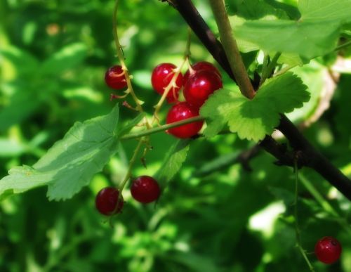 Ribes Rubrum, Serbentai, Raudonieji Serbentai, Augalai, Gamta, Lauke, Iš Arti
