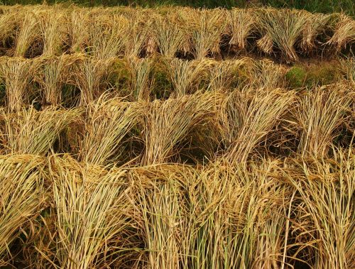 Ryžiai, Derlius, Pasėliai, Žemdirbystė, Ūkis, Asija, Laukas, Žemės Ūkio Paskirties Žemė, Paddy, Gamta, Ūkininkavimas, Tradicinis