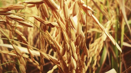 Ryžiai, Paddy, Auginimas, Maistas, Ūkininkavimas, Augimas, Sezonas, Kelionė