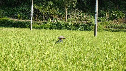 Ryžiai, Ūkininkas, Humanitariniai Mokslai